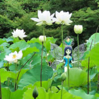 京都府立植物園　蓮池