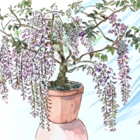 ひさびさに　花をスケッチ　温たかく
