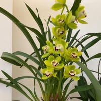 2025春はお花達が沢山咲いてくれました