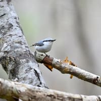珍しくないゴジュウカラ