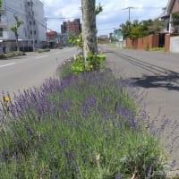 新北のうた暦に
