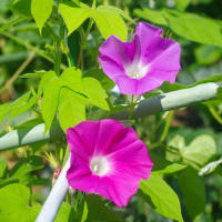 庭の花