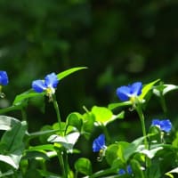 青色の露草の花