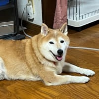 我が家のアイドル柴犬夢、本日永眠………