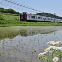 田んぼの水鏡、其の二
