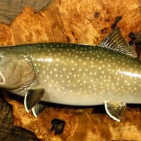 中禅寺湖のレイクトラウト - 一心房LOG 魚の剥製制作販売注文