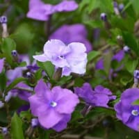 ５月に撮ったお花たち