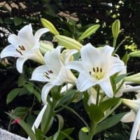 我が家の百合の花達