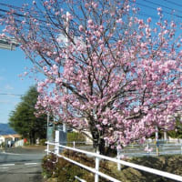 八重桜
