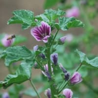 水無月に咲く花