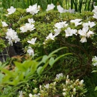 庭のサツキ（２） 白花種