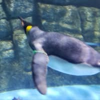 4月25日は世界ペンギンの日♡