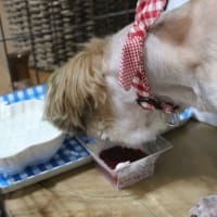 ロゼ14歳になりました！