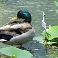 はす池の水鳥