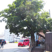 富田林駅のエノキが危ない