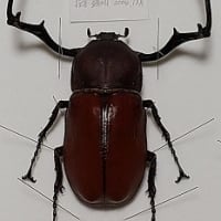 セラム島 セラムドウナガテナガコガネ ペア 69mm 59mm