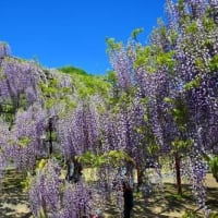岡山県和気町 藤公園 ’25