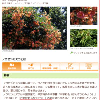 ノウゼンカズラ（凌霄花）