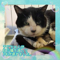 チビちゃんの一周忌