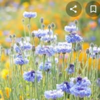 頭の中。花畑🎵