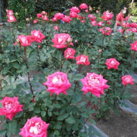🌹井頭公園へ外出🌹