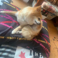 お久しぶりですm(._.)m