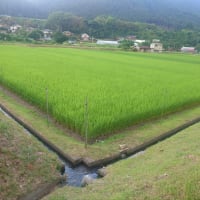 草刈り