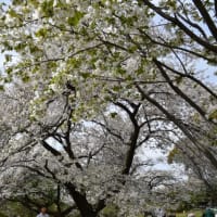 小石川植物園　天城吉野の花　　　　25