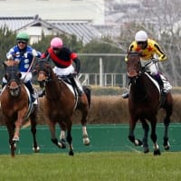 ヴィクティファルス　　障害を断念（平地に再チャレンジ）