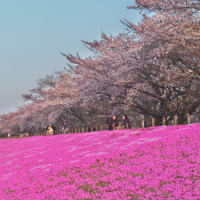 終了間際の桜と芝桜のコラボ