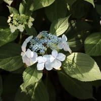 アジサイ公園