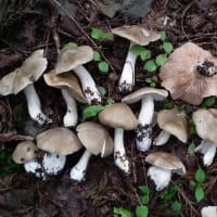 ウラベニホテイシメジを採りました