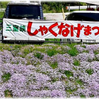 しゃくなげ、まつり「岡山県新見市神郷油野」