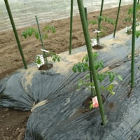 夏野菜の苗植えすべて完了！！！