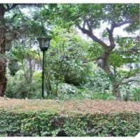 植木場の開拓
