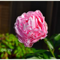 芍薬