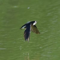 ハリオアマツバメさんから涼を　Ⅱ