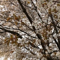 八王子清川団地脇堤防の桜並木