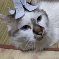アレルギーでも贈れる花