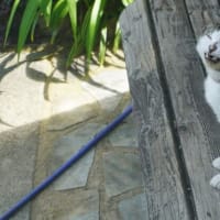 イケメンさばきち君の変顔