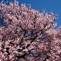 また来年も-長野県伊那市：三峰川沿い桜並木