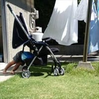 息子、乳母車の下にもぐり込もうとする。