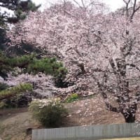 金龍桜と展望台