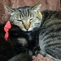 タイマツバナ咲いたね！