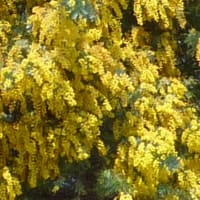 芝桜とミモザと。