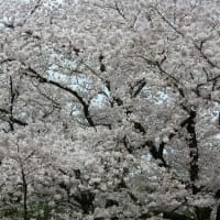 京都府立植物園の桜