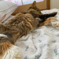 アリアンに最後のキスを