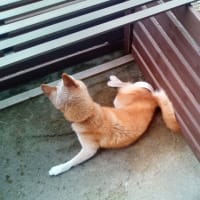 今日のヒカリ