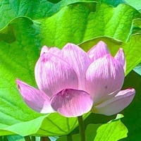 「大賀ハス」／小石川後楽園