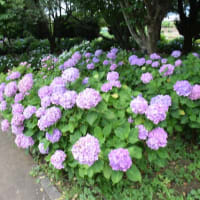 四季折々1117　　相模原北公園の紫陽花